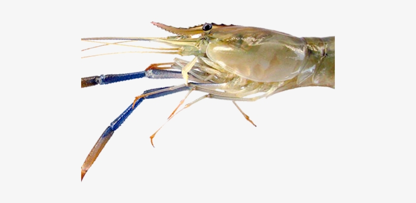 Chesapeake Blue Crab, transparent png download