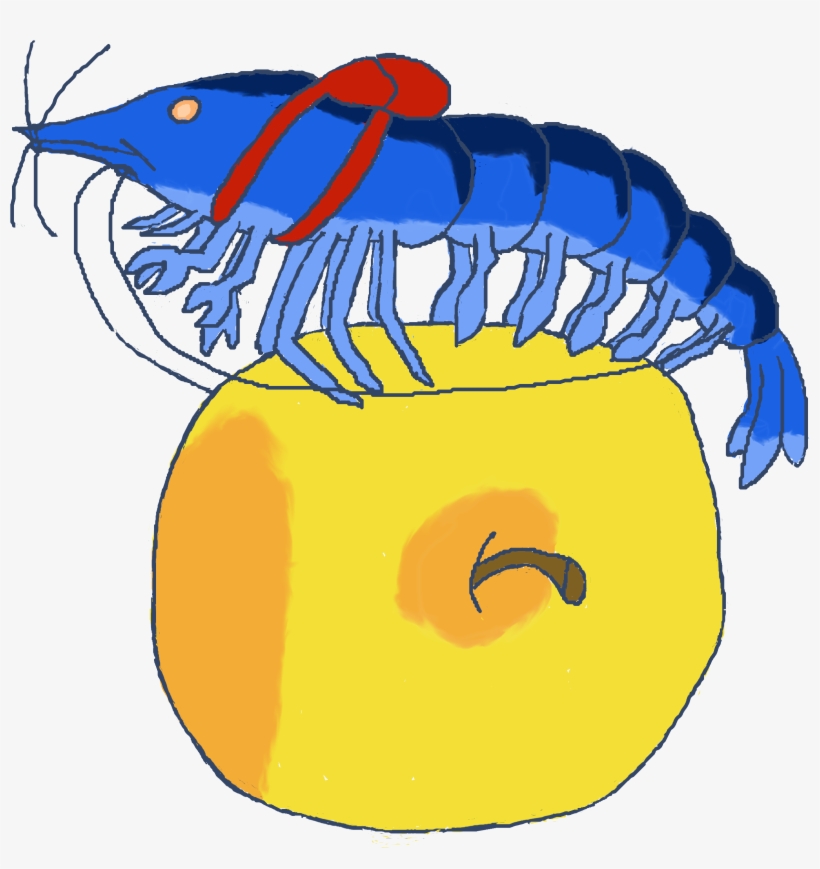 Back To School Shrimp - School, transparent png download