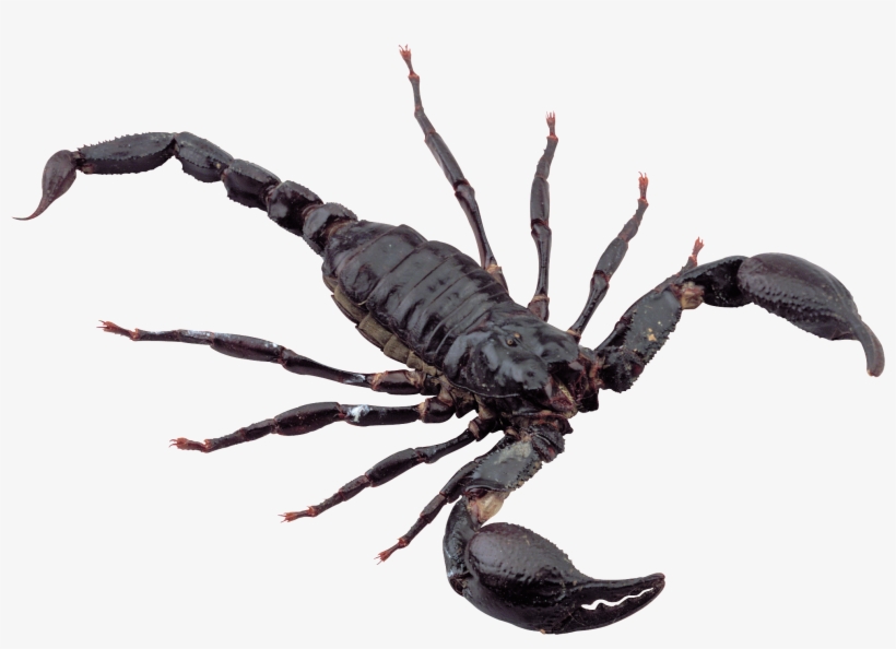 Scorpion Png, transparent png download