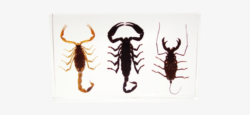 Scorpion Set - Block Scorpion, transparent png download
