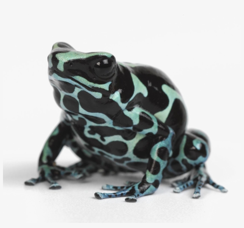 Poison Dart Frog Png Background Image - Poison Dart Frog Png, transparent png download