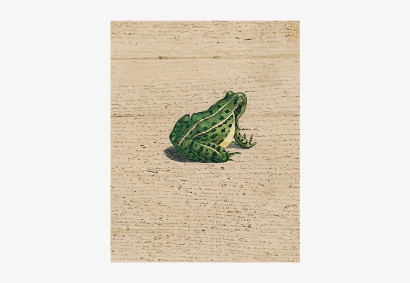 Frog Prince - Instagram, transparent png download