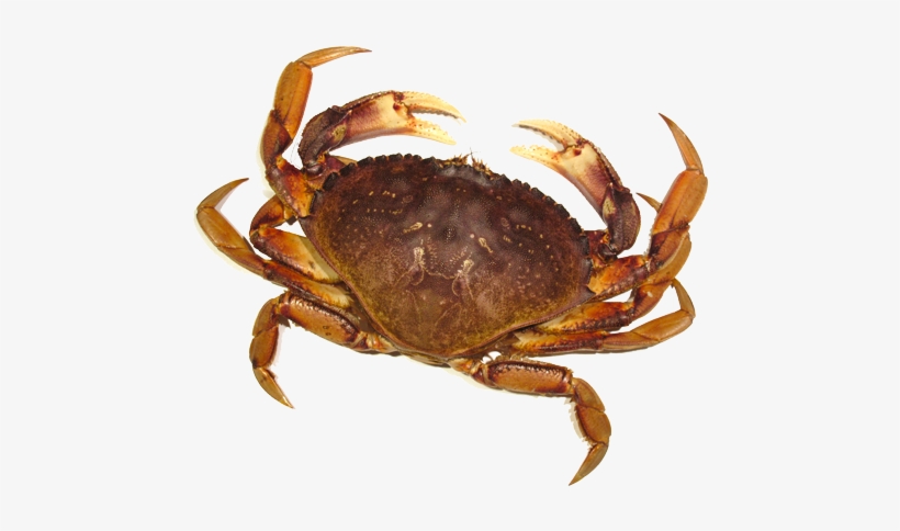 Crab Png Image - Crab Png, transparent png download