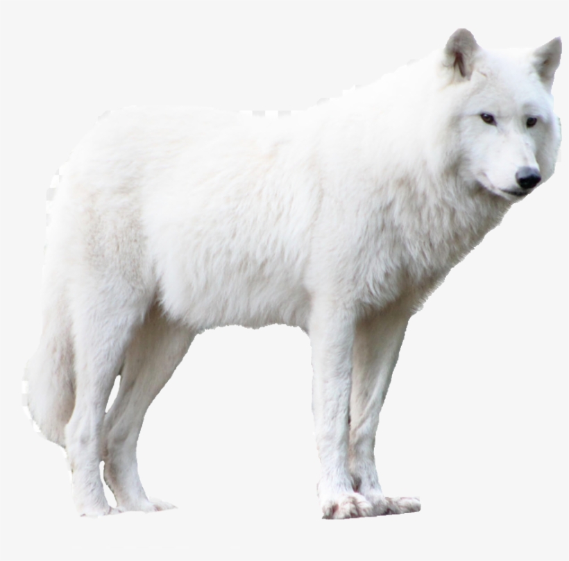 Wolf Hd Image Png, transparent png download