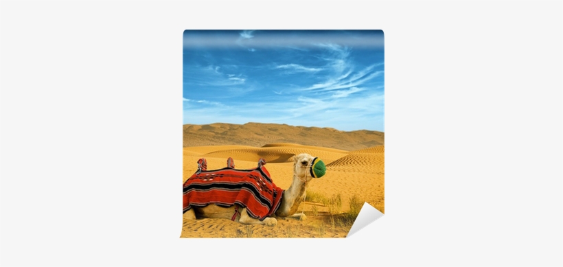 Tourist Camel On Sand Dunes In The Desert Wall Mural - Sahara, transparent png download