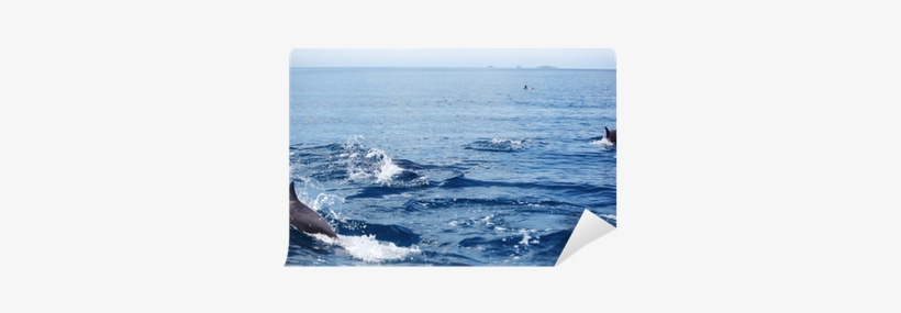 Dolphin, transparent png download