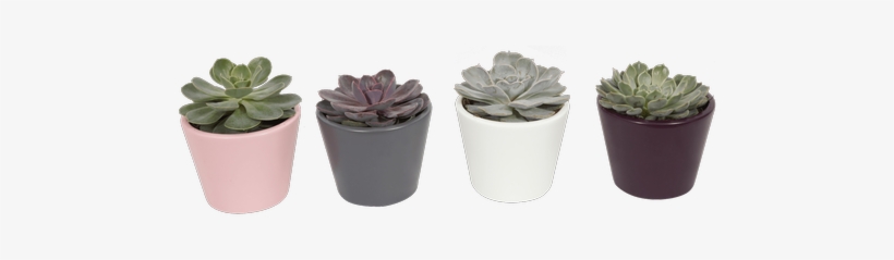 Pearl Succulent Collection • $13 - Royer's Flowers & Gifts, transparent png download