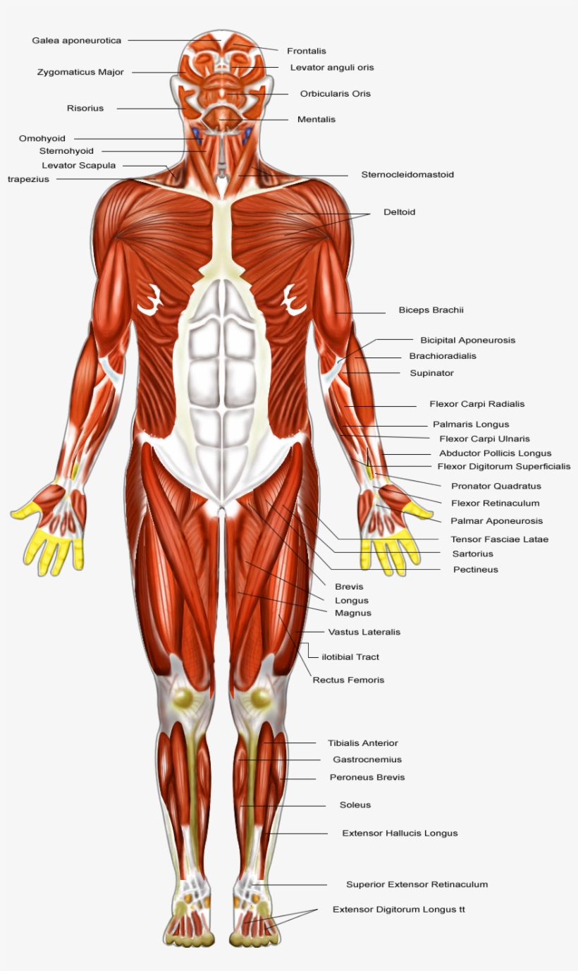 Muscular System - Muscular Organ, transparent png download