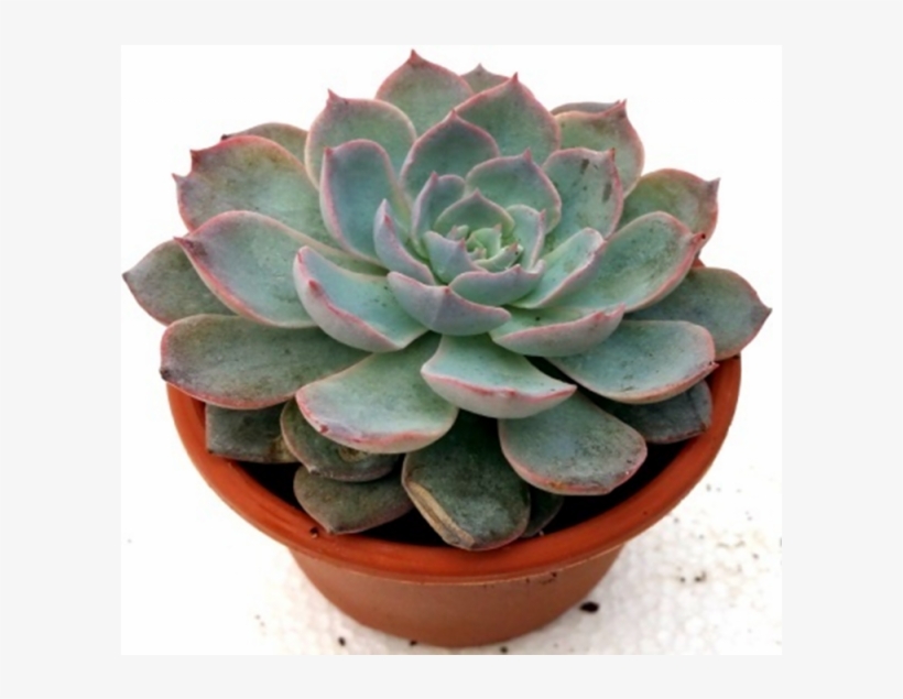 Echeveria Apus Succulent Plant - Echeveria Agri One Succulent, transparent png download