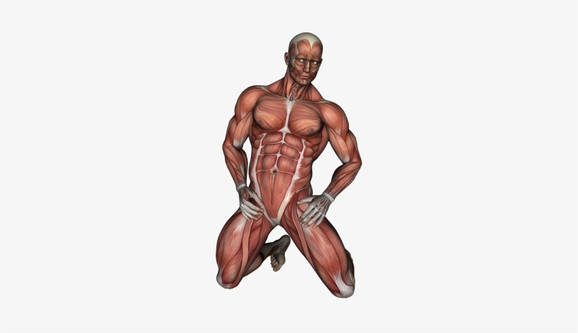 Tense Muscle, transparent png download