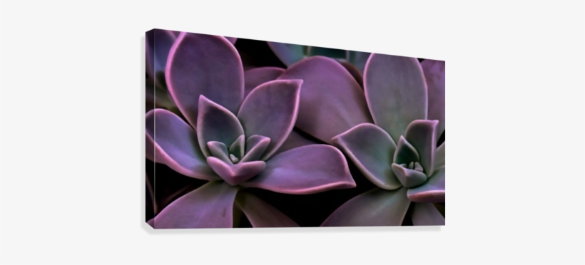 Succulent Magenta Canvas Print - Succulent Plant, transparent png download