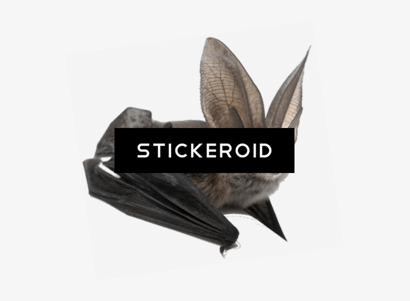 Bat Large Ears - Amazing Animals: Bats [book] PNG Image | Transparent
