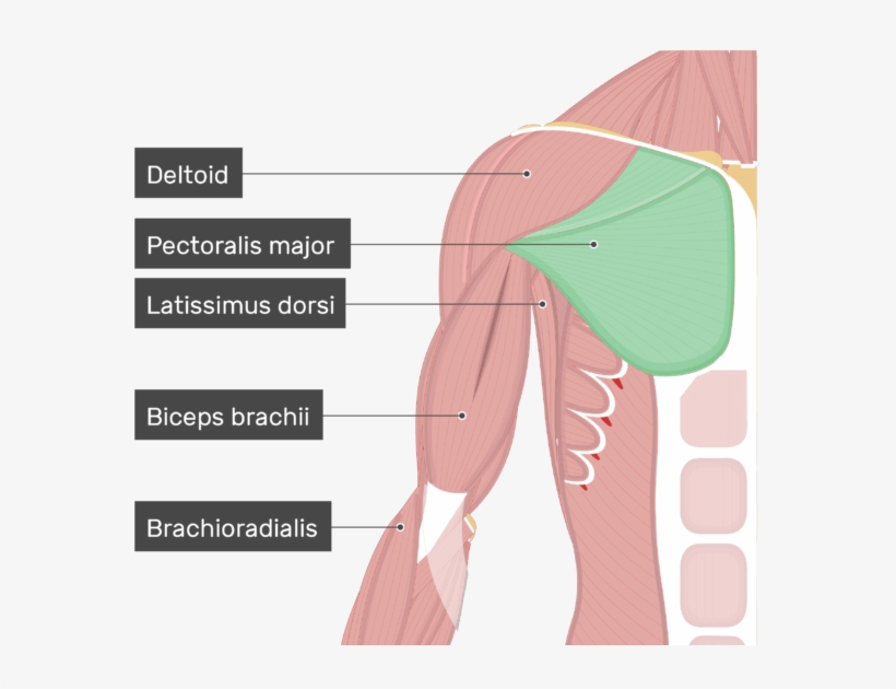 An Image Showing The Pectoralis Major Muscle Attached - Attachment Of Deltoid Muscle, transparent png download