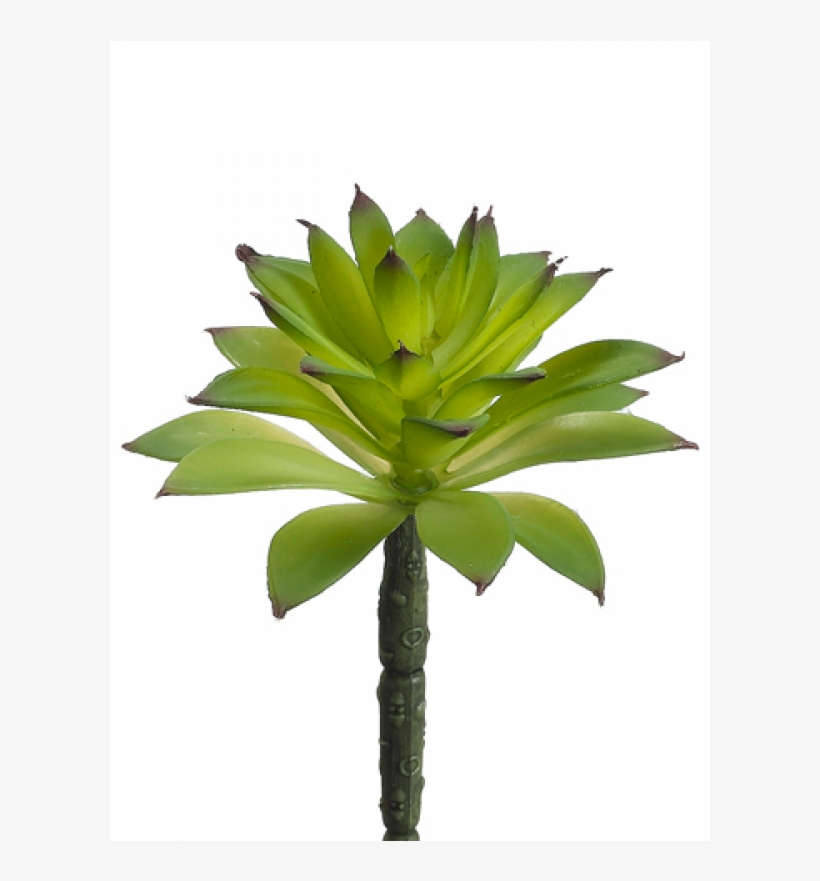 6" Succulent Green - Silk Plants Direct Succulent - Green - Pack Of 24, transparent png download