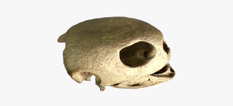 Skull Of Sea Turtle - Sea Turtle, transparent png download
