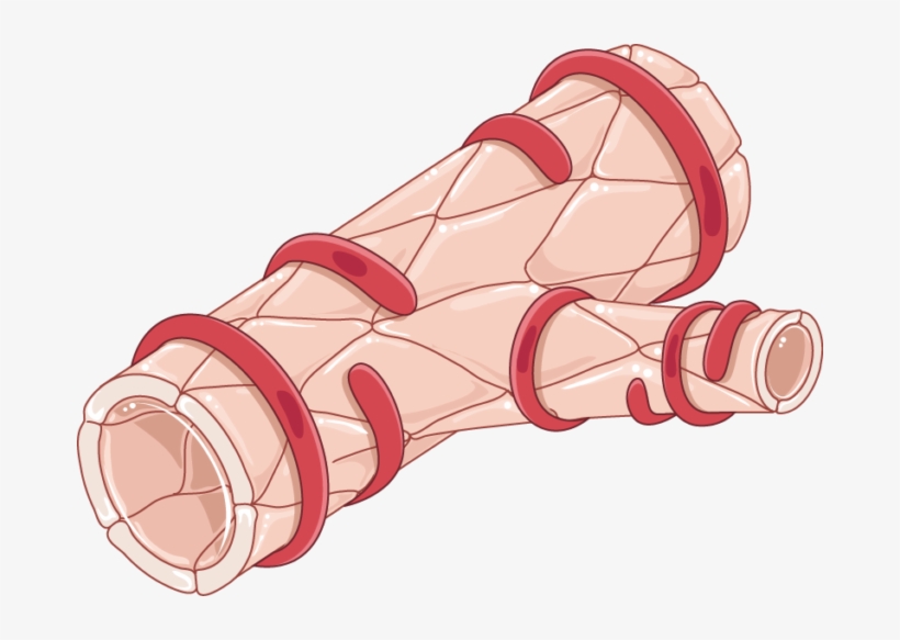 Arteriole And Smooth Muscle Cells - Arteriole Smooth Muscle, transparent png download