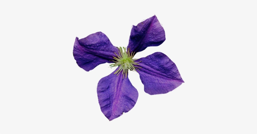 Flowers In Her Hair By A - Purple Four Leaf Flower, transparent png download