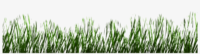 Grass Png 1 By Astoko - Lawn, transparent png download