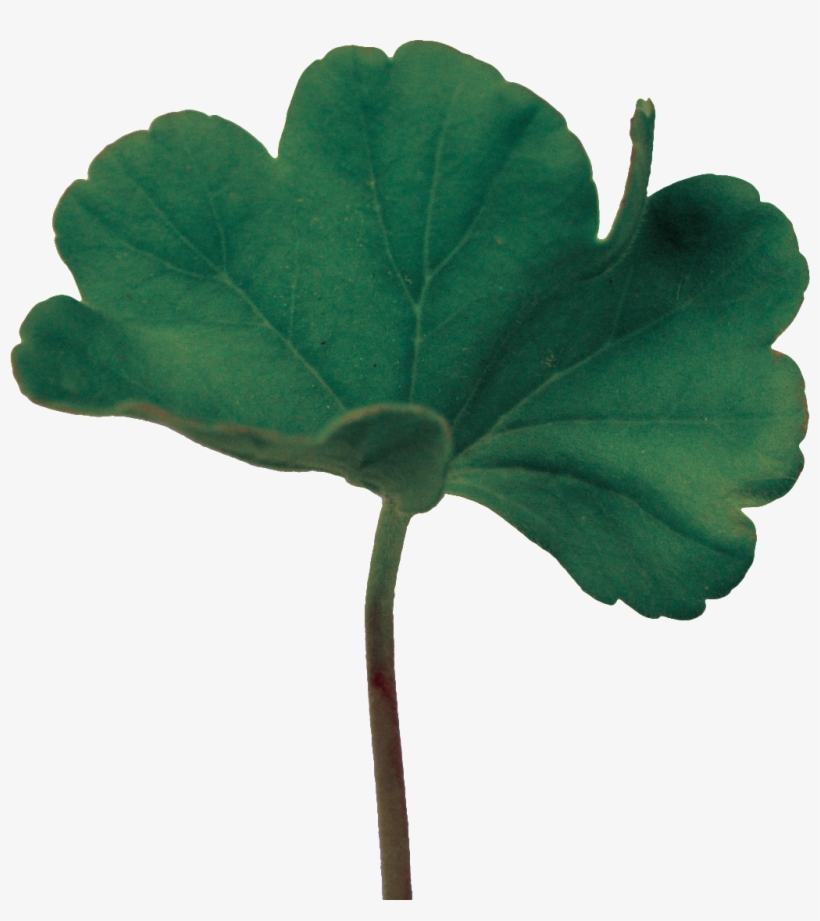 Hand Painted Green Oil Realistic Lotus Leaf Png Transparent - Portable Network Graphics, transparent png download