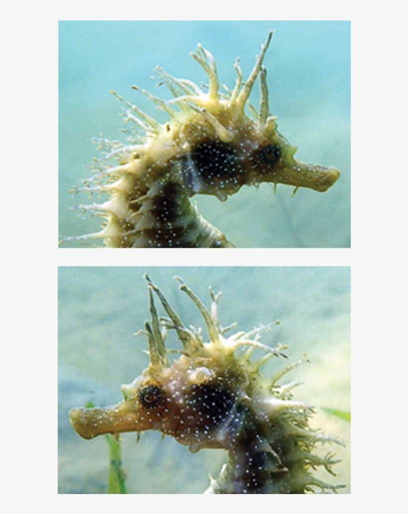 Seahorse Comparison - Seahorse, transparent png download