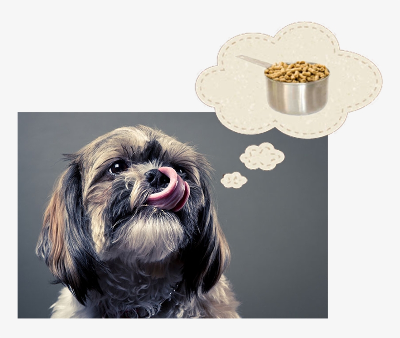 The Secret Recipe - Dog, transparent png download