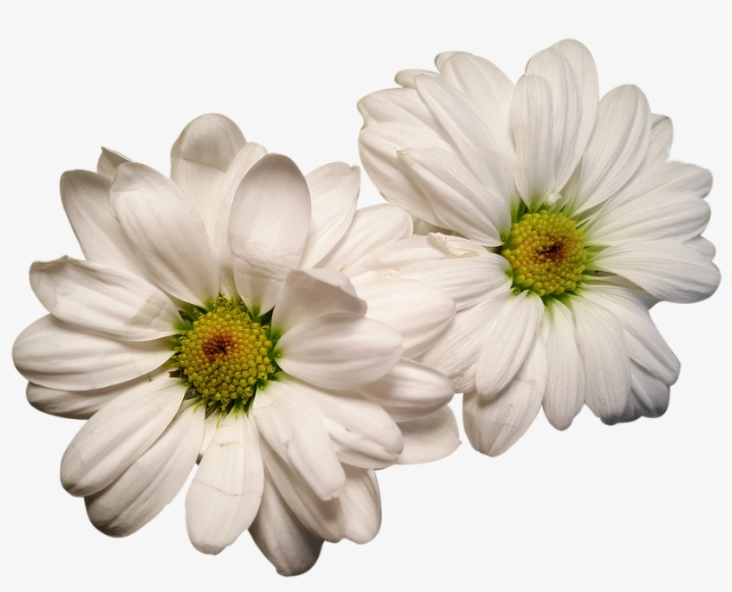 Canvas Print Exposed White Flowers Daisies Flower Heads - Margaritas Png, transparent png download