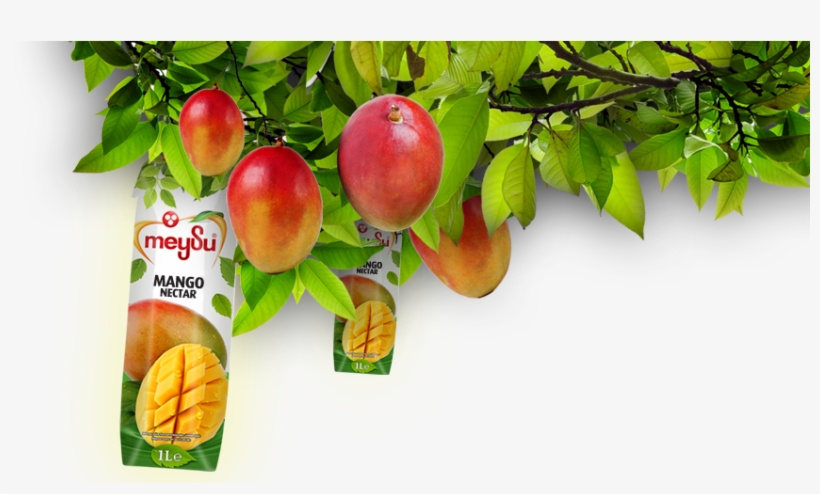 Tr - En - Nectarines, transparent png download