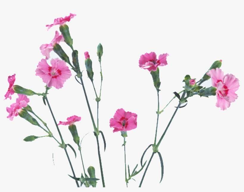 This Graphics Is Flower 1 About Flowers, Stuff, Vector, - 清新 淡雅 背景 图片, transparent png download