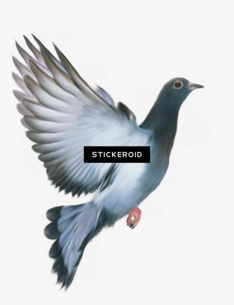 Pigeon, transparent png download
