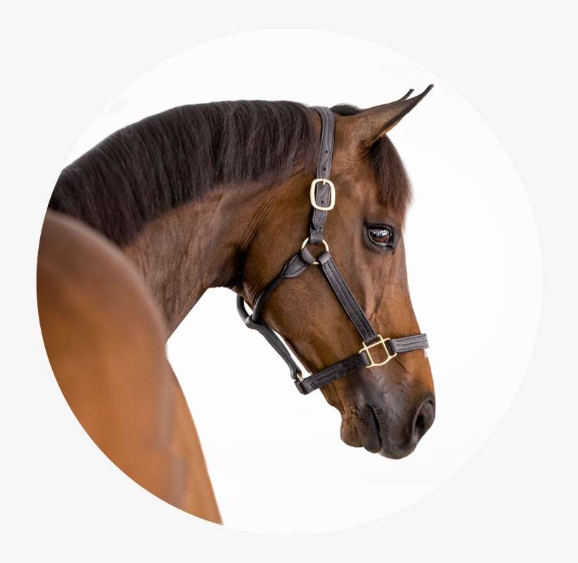 Equine White Background Horse Photography Sara Shier - Horse, transparent png download