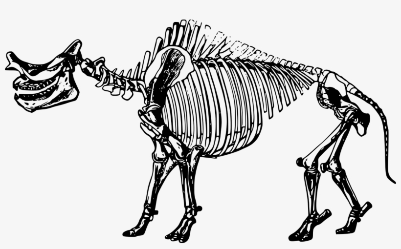 Running Skeleton Cliparts 20, Buy Clip Art - Dinosaur Skeleton High Resolution, transparent png download