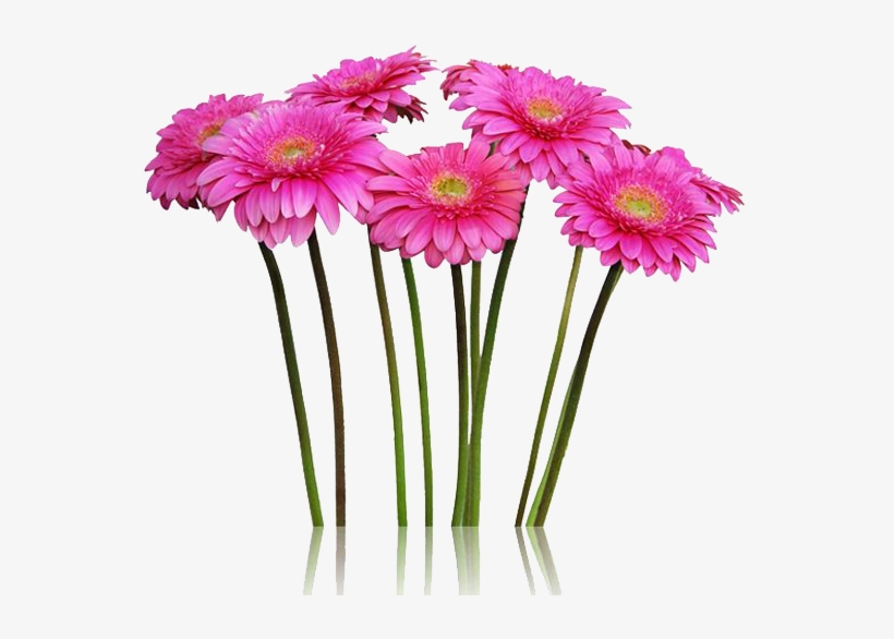 Ramo De Gerberas - Flores De Campo Png, transparent png download