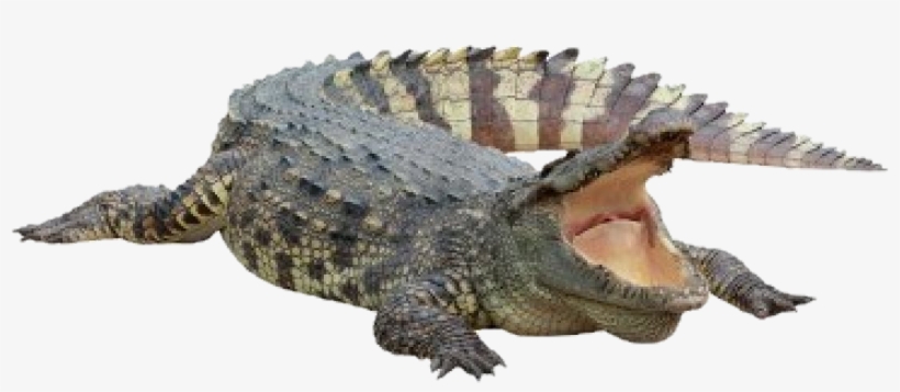 Report Abuse - Imagenes De Cocodrilos Sin Fondo, transparent png download