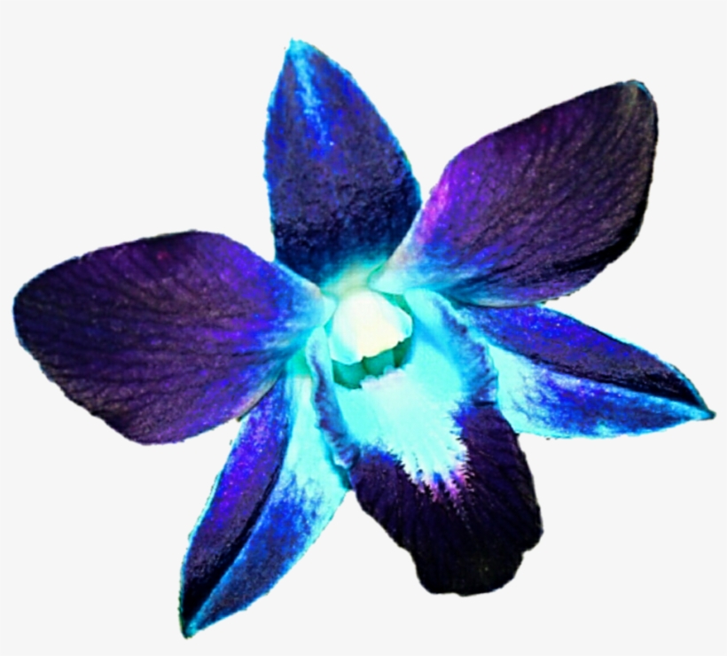 Blue And Purple Orchids Png, transparent png download