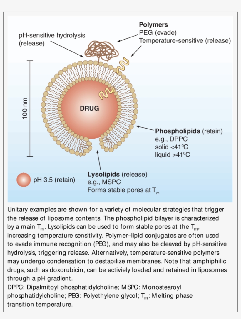 Liposome Structure