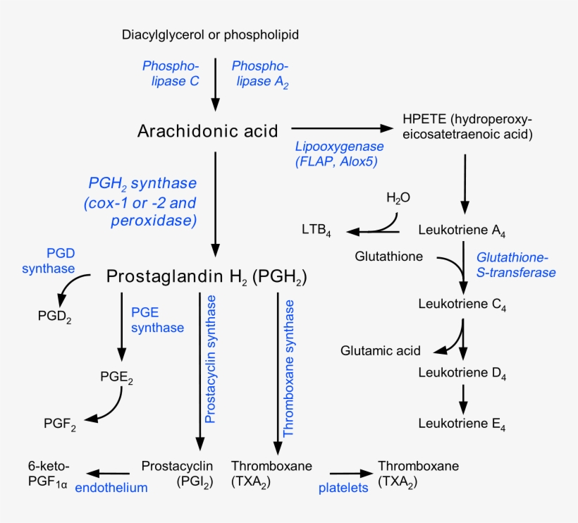 While The Nuances Of All These Processes Are Beyond - Prostaglandin Synthesis, transparent png download