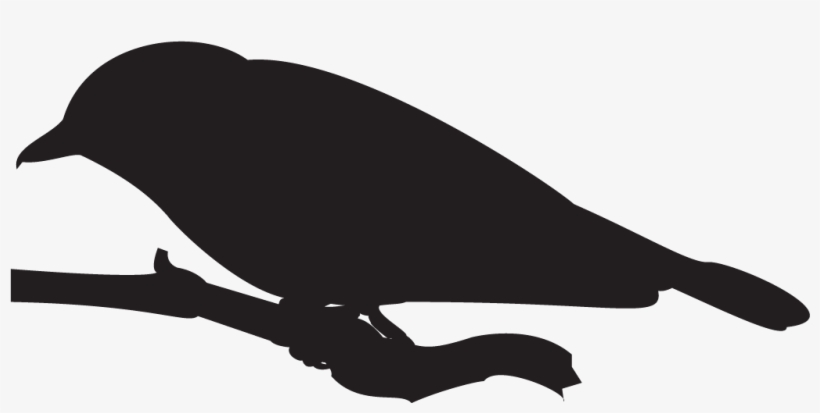 Philadelphia Vireo - All About Birds, transparent png download