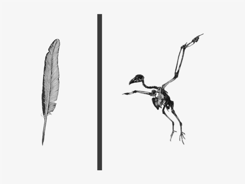 All Issues - Feather, transparent png download