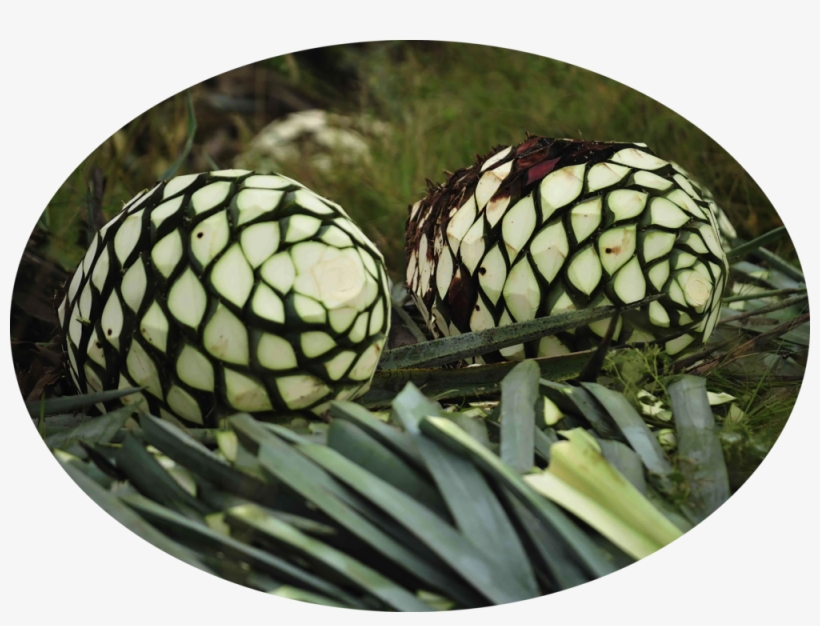 Pina Oval - Piñas De Agave Png, transparent png download