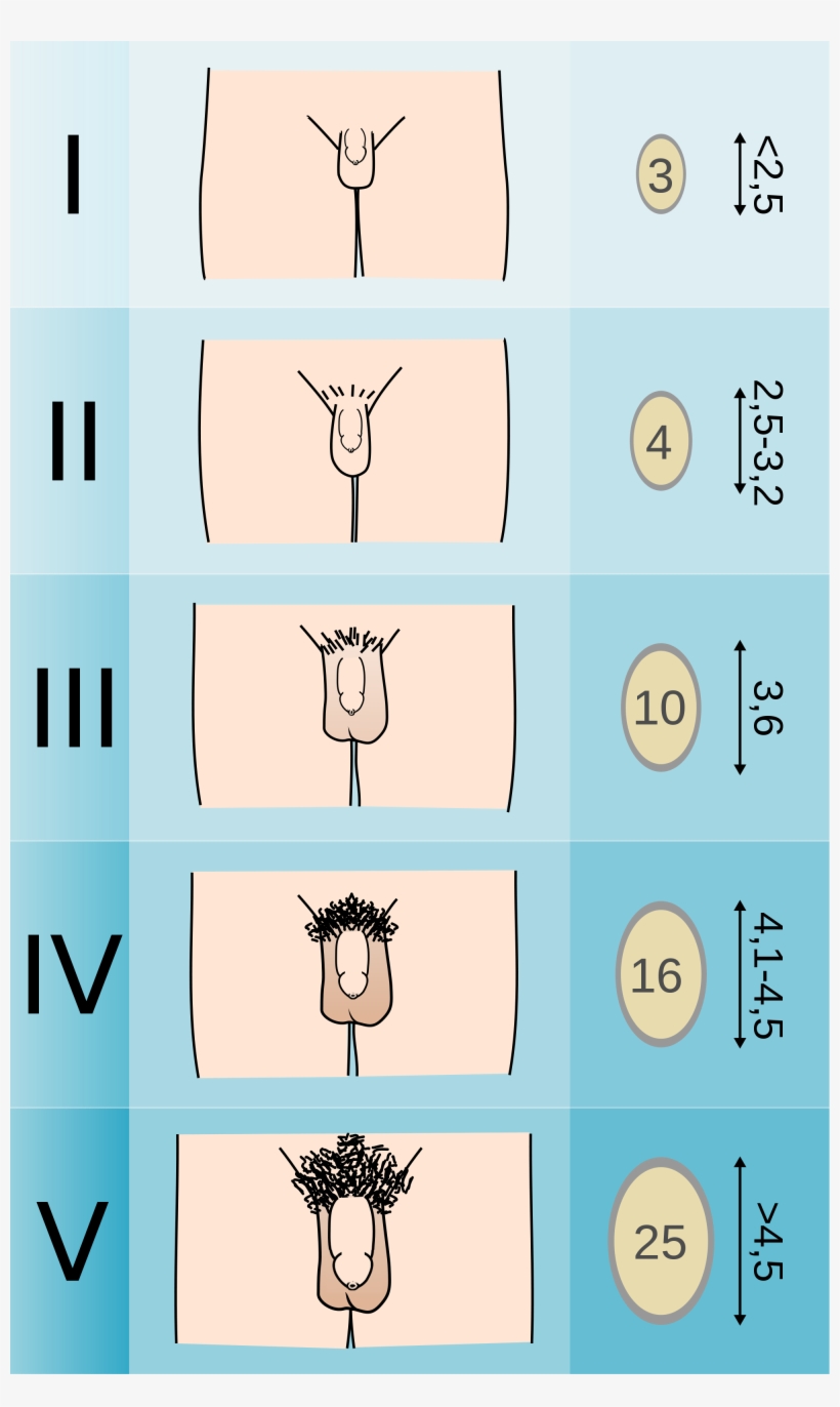 Tanner Scale-male - Escala De Tanner Hombres, transparent png download
