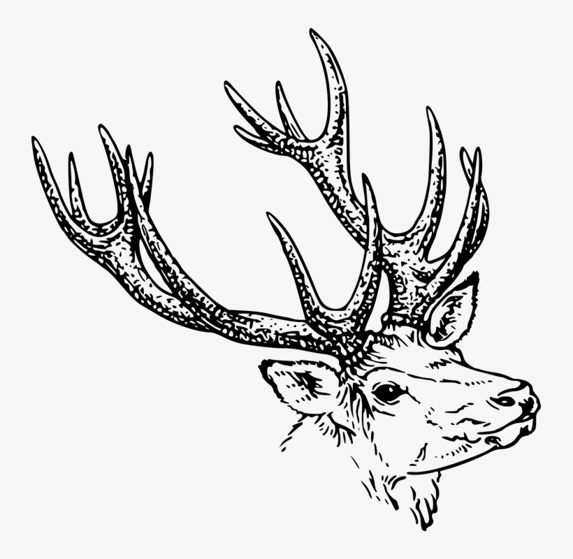 Reindeer, Animal, Mammal, Horns, Wildlife, Species - Horn Of Animal Clipart, transparent png download