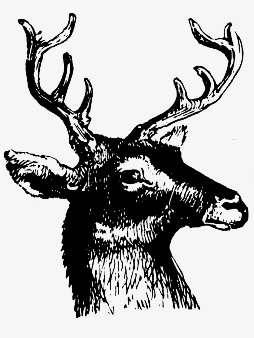 Printable Deer Heads, Perfect For The Winter Pillows - Deer 19th Century Nmetal Typefounders Cut D Canvas, transparent png download