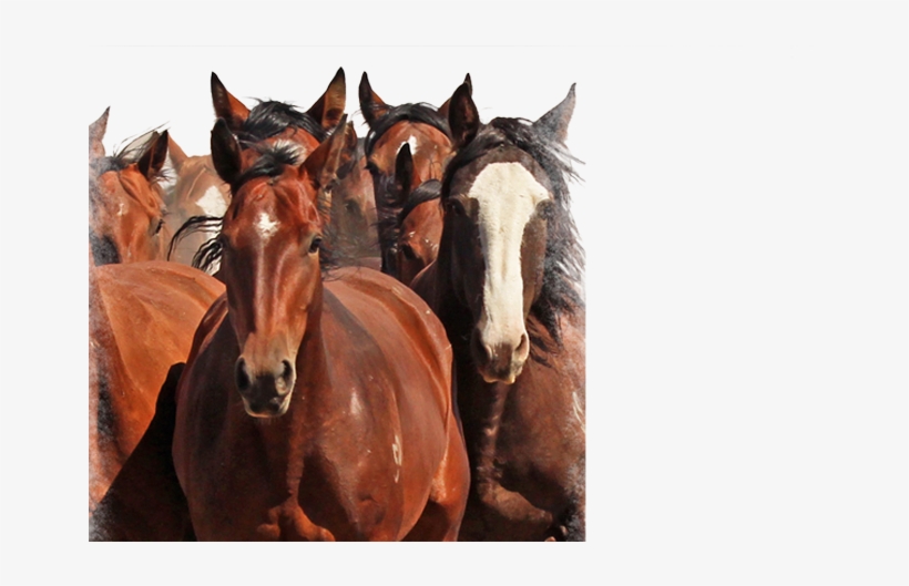 Buffalo, transparent png download