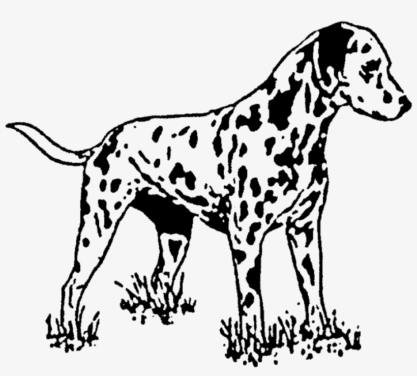 Zoom Dalmatian Rubber Stamp - Love My Dalmatian Shower Curtain, transparent png download