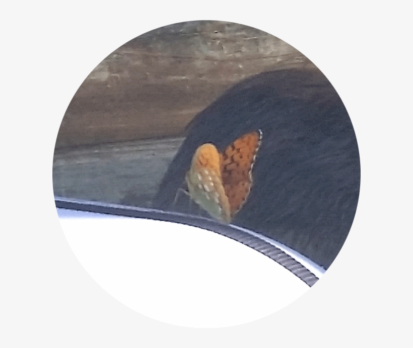 Crop 612 Px - Lycaena, transparent png download