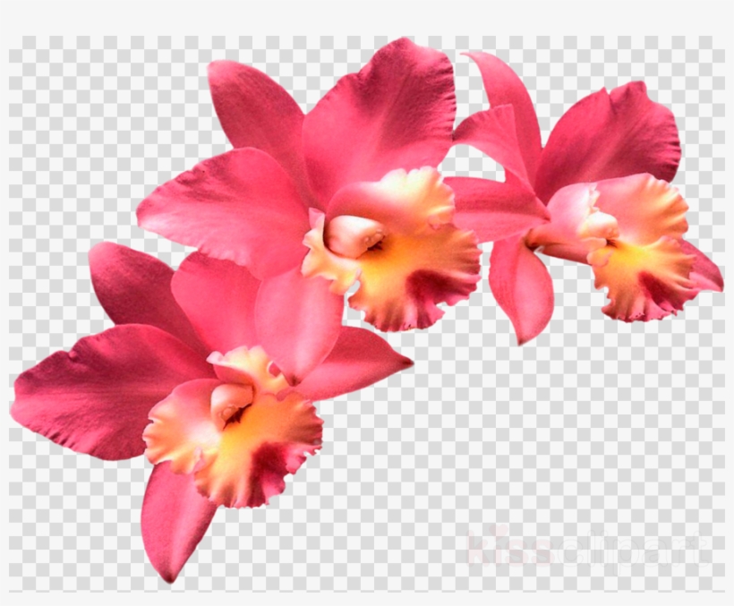 Cattleya Flower Clipart Moth Orchids Clip Art - Cattleya Flower Clipart, transparent png download