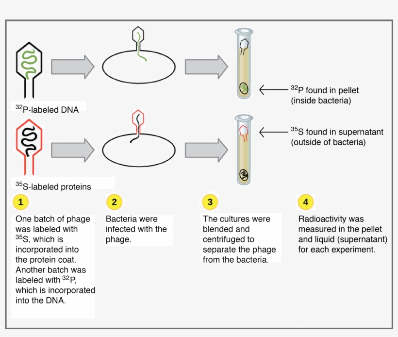 Dna As The Genetic Material - Dna, transparent png download