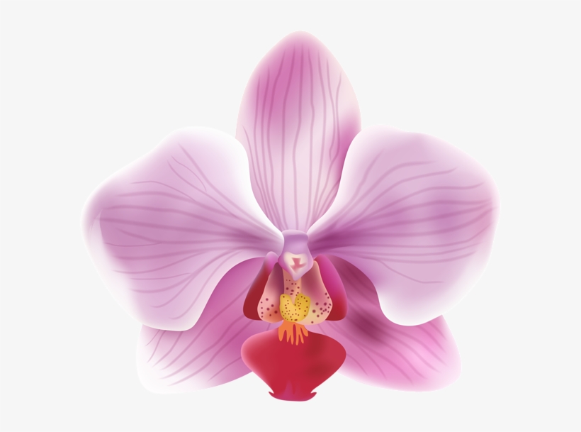 More Information - Portable Network Graphics, transparent png download