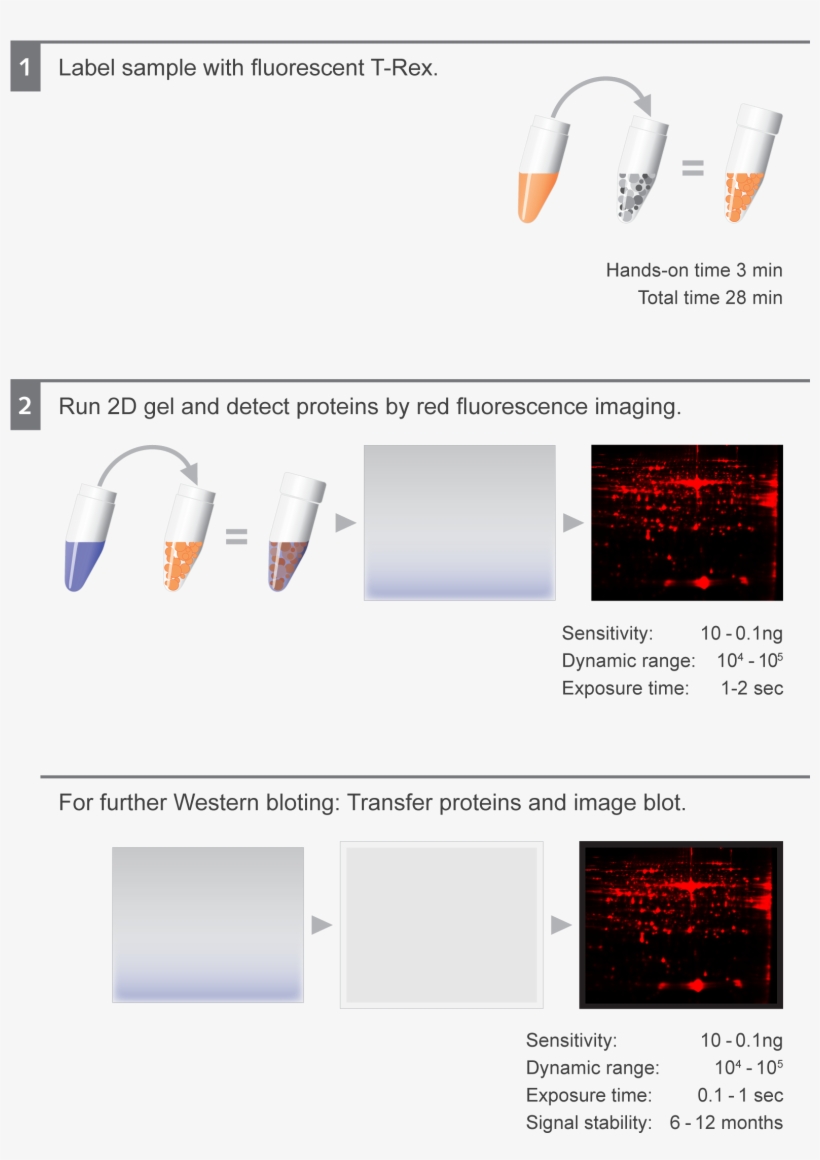 X - - Wells Fargo, transparent png download