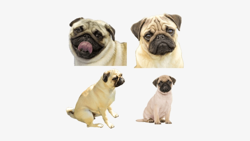 Grassland Road Woof Dog Pet Cement Photo Frame, transparent png download